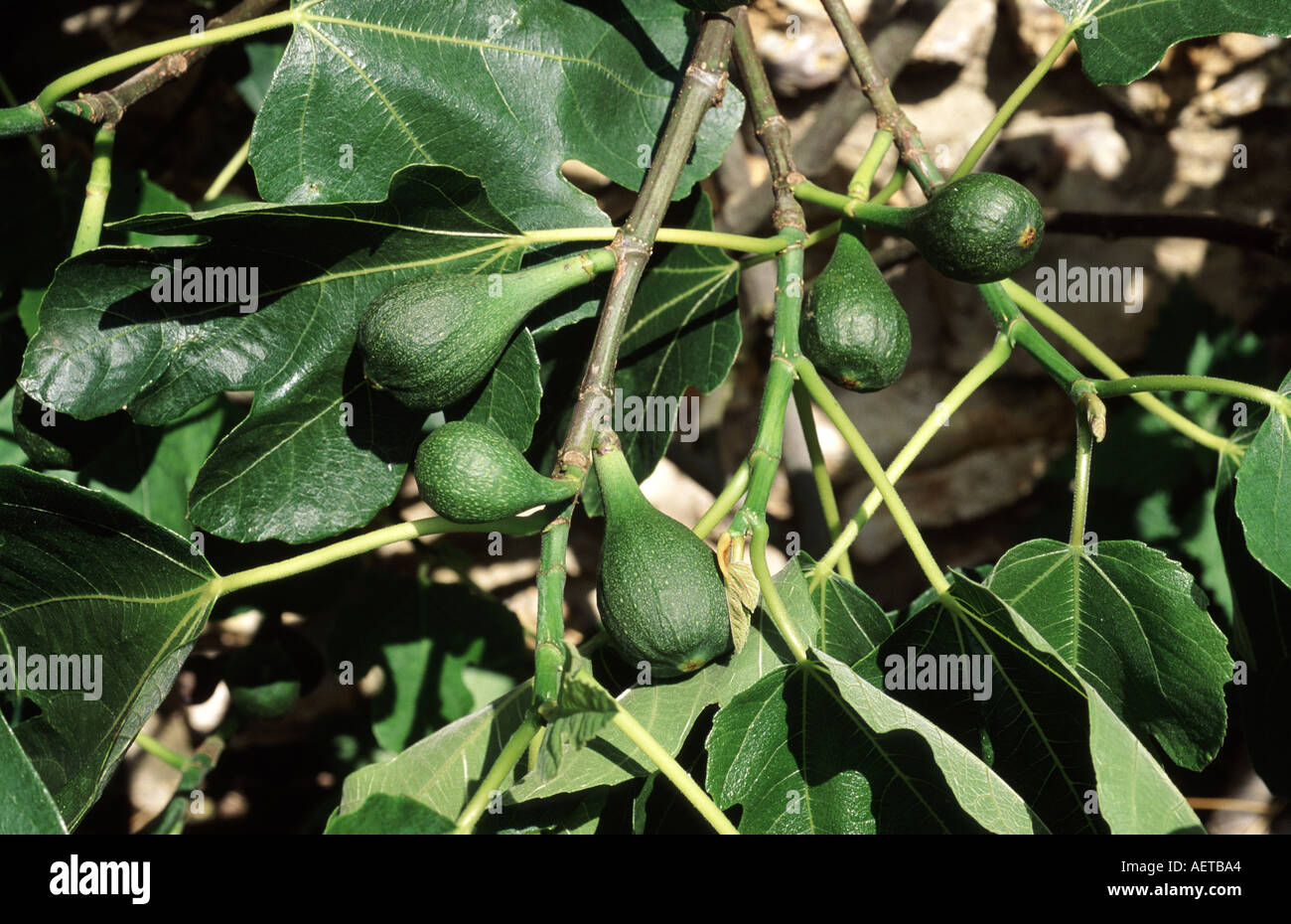 Unripe figs growing on tree variety is Brown Turkey Ficus carica Stock