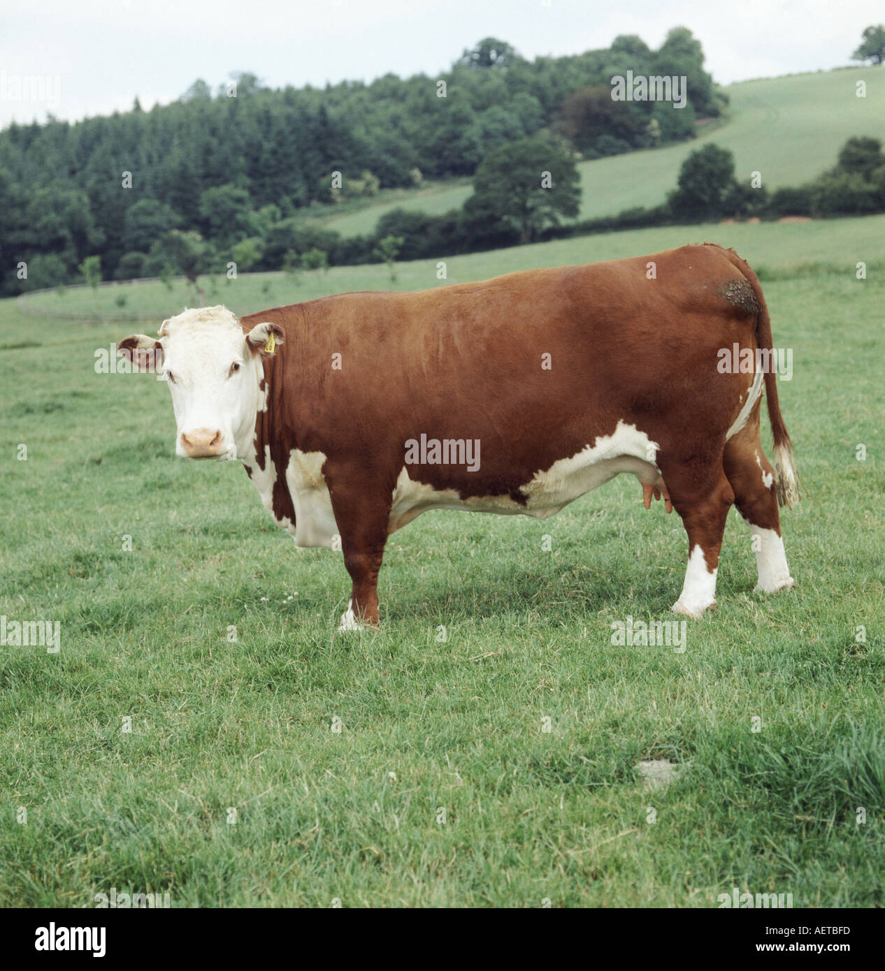 Hereford beef cow on pasture in Hereford countryside UK Stock Photo