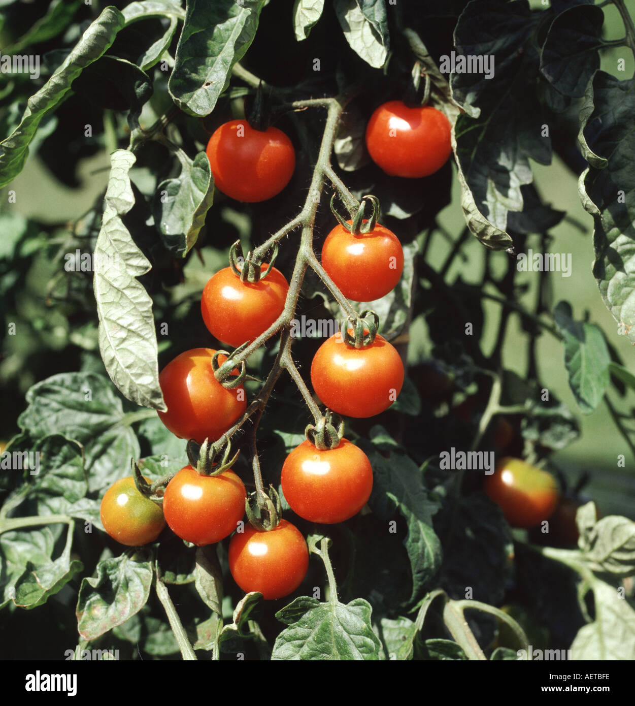 Ripe crop of cherry tomatoes variety is Gardeners Delight in greenhouse Stock Photo