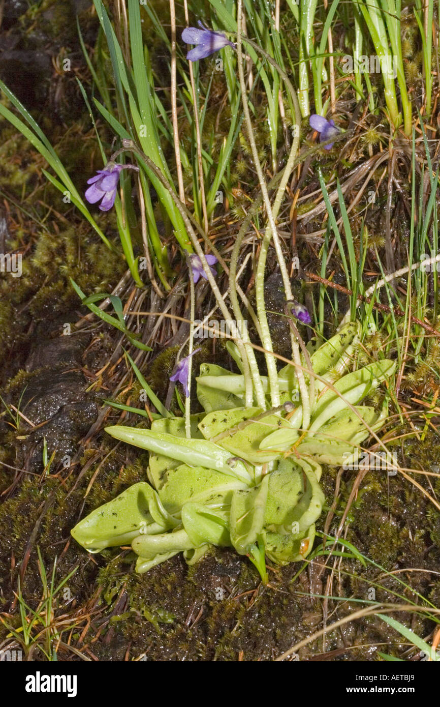 Butterwort Pinguicula vulgaris an inconspicous insectivorous plant in flower Ben Eighe National
