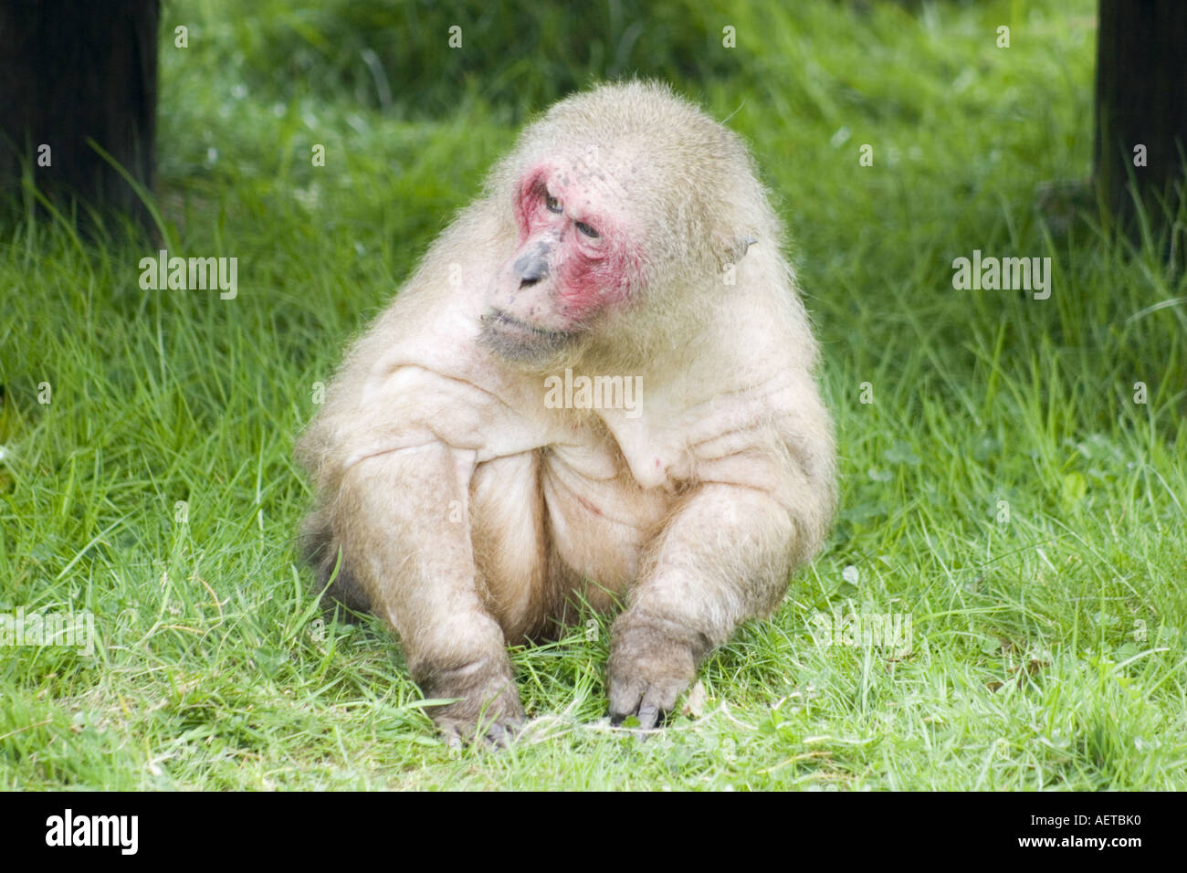 Macaca arctoides hi-res stock photography and images - Alamy