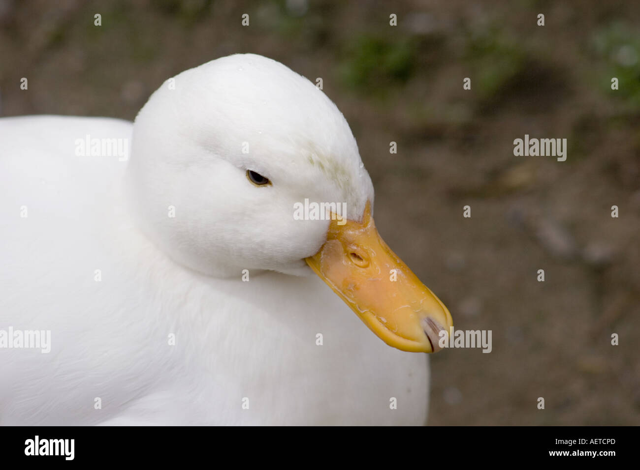 white duck head close bill orange feather eye still over head above look down plump bird swim