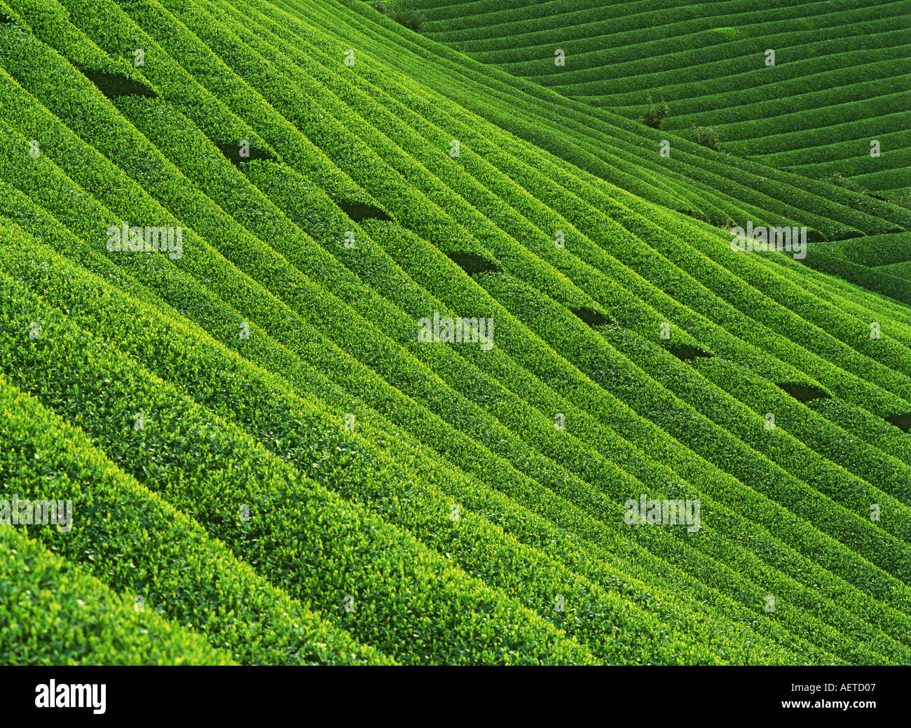 Hillside tea fields in Japan Stock Photo