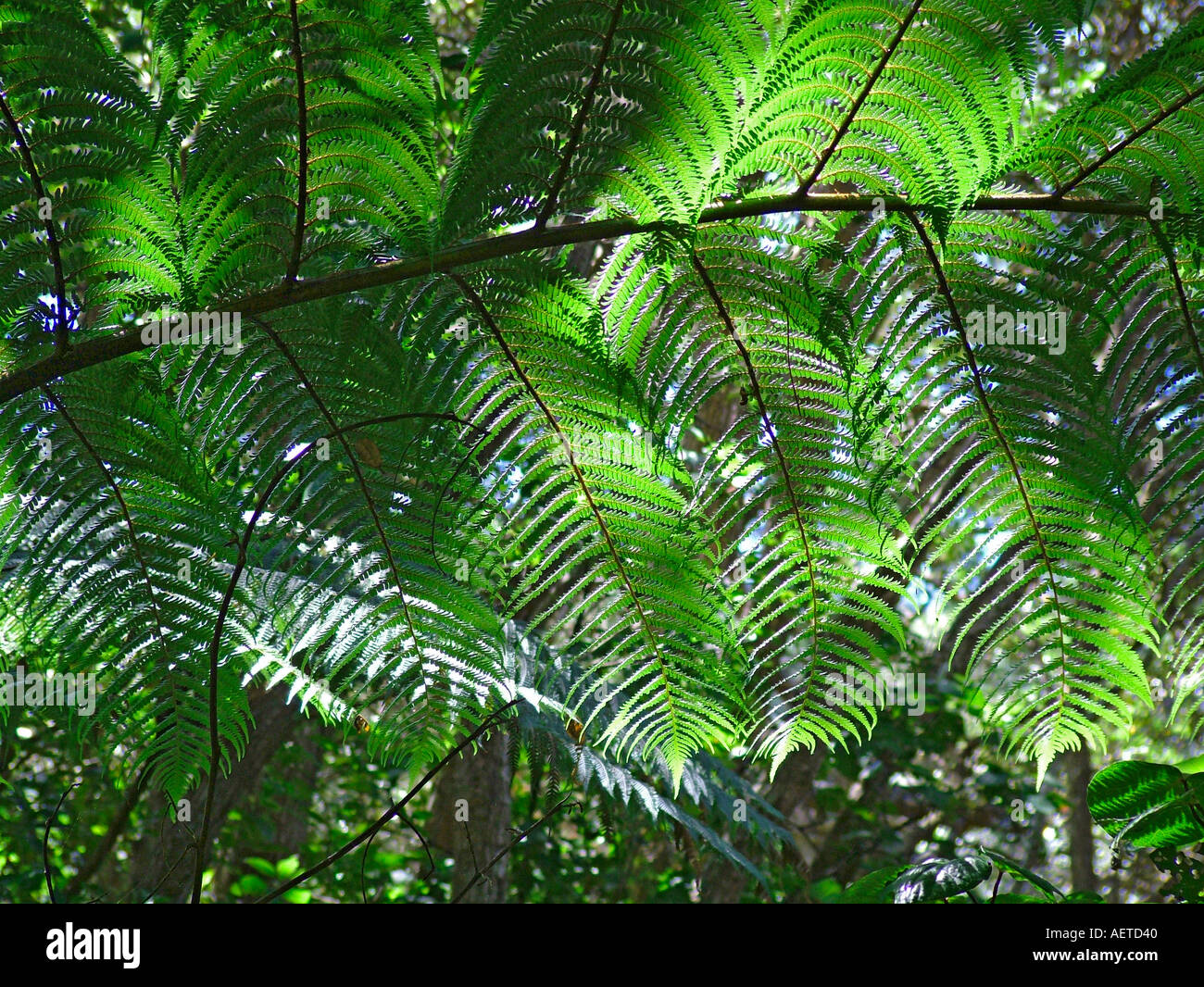 Leafy palms hi-res stock photography and images - Alamy