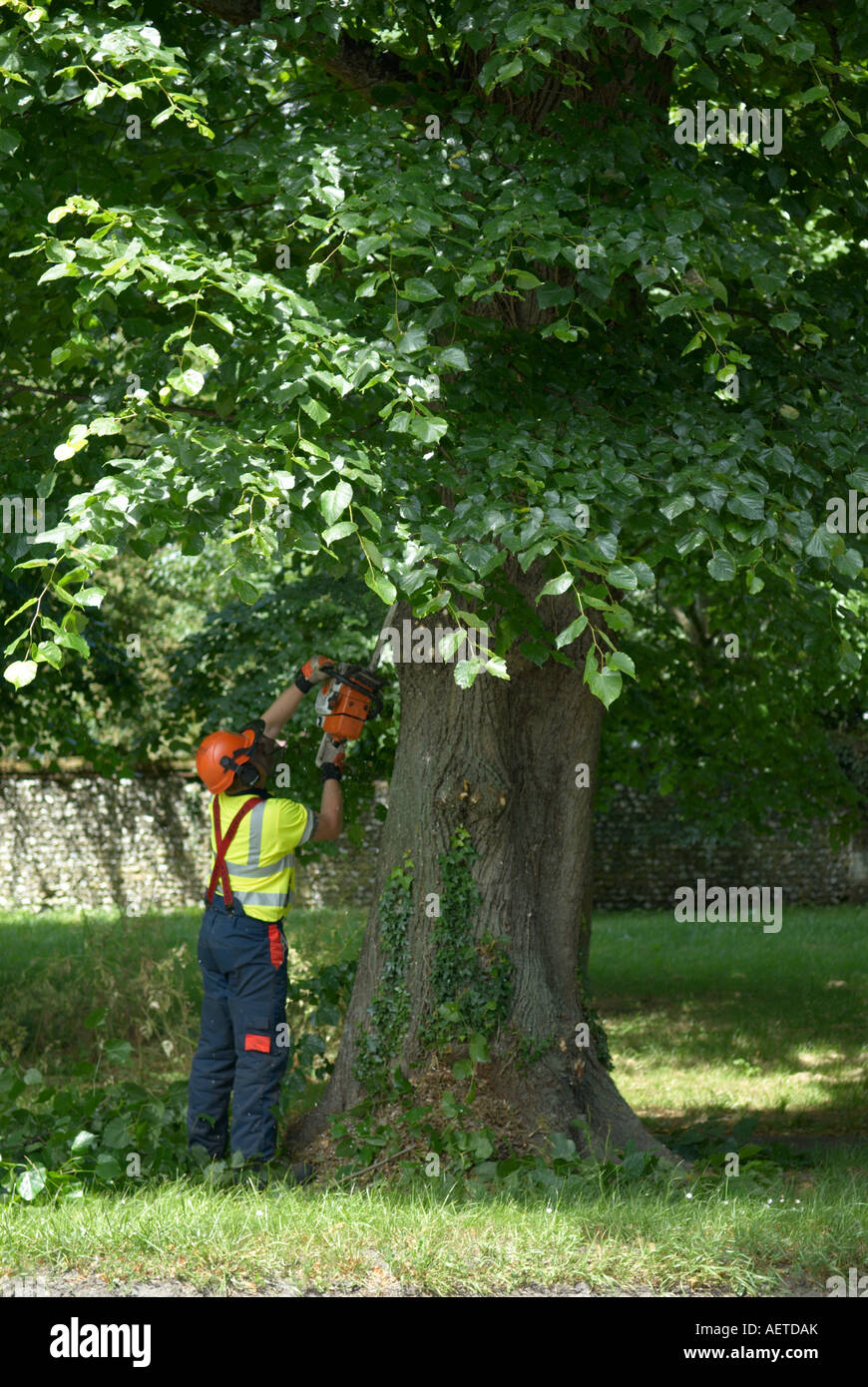 Tree surgeon pruning tree with chainsaw Stock Photo - Alamy