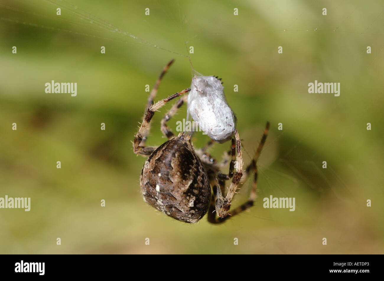 Garden spider female Araneus diadematus Araneidae wrapping a fly caught in her web UK Stock Photo