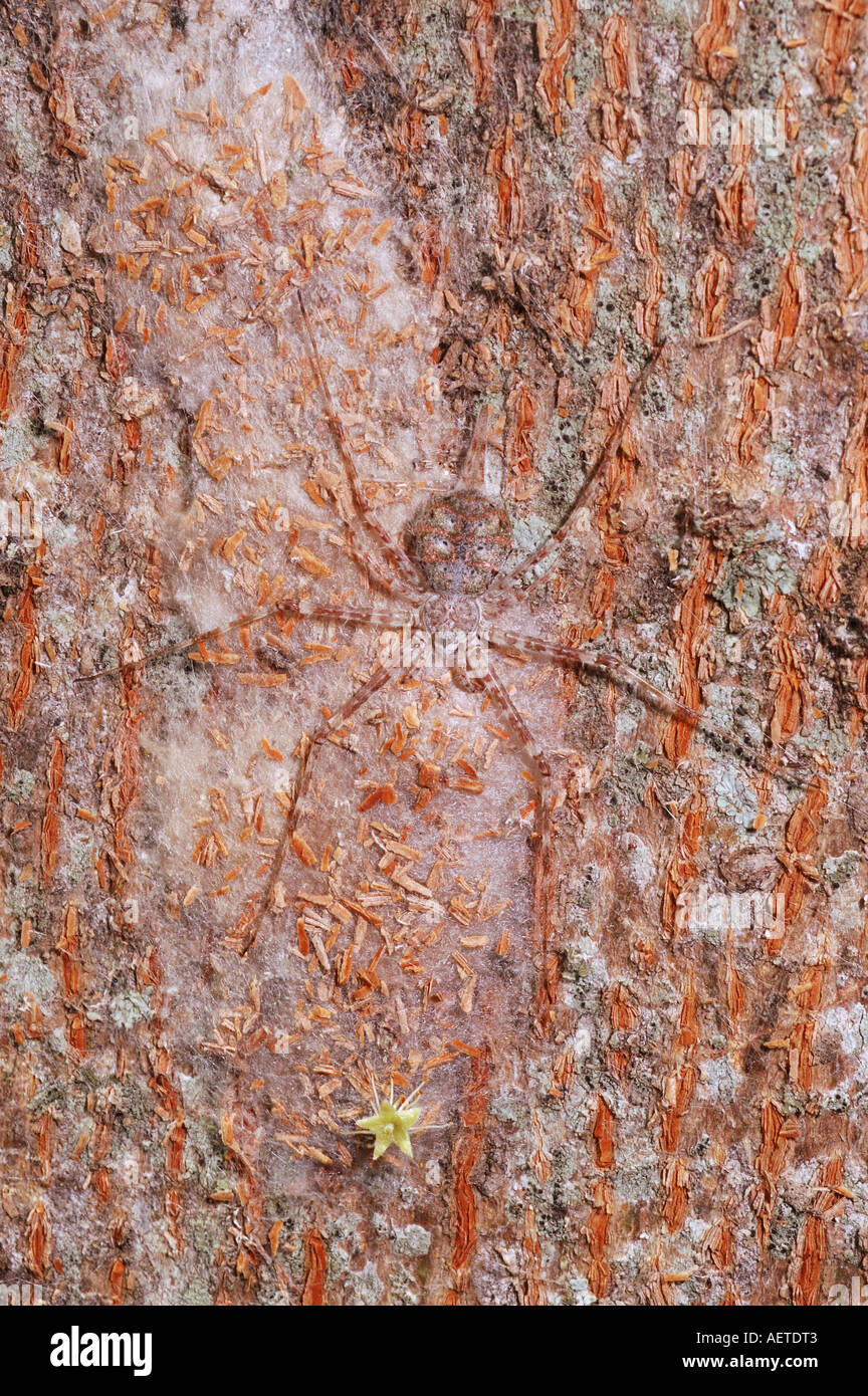 Hersilia occidentalis hires stock photography and images Alamy