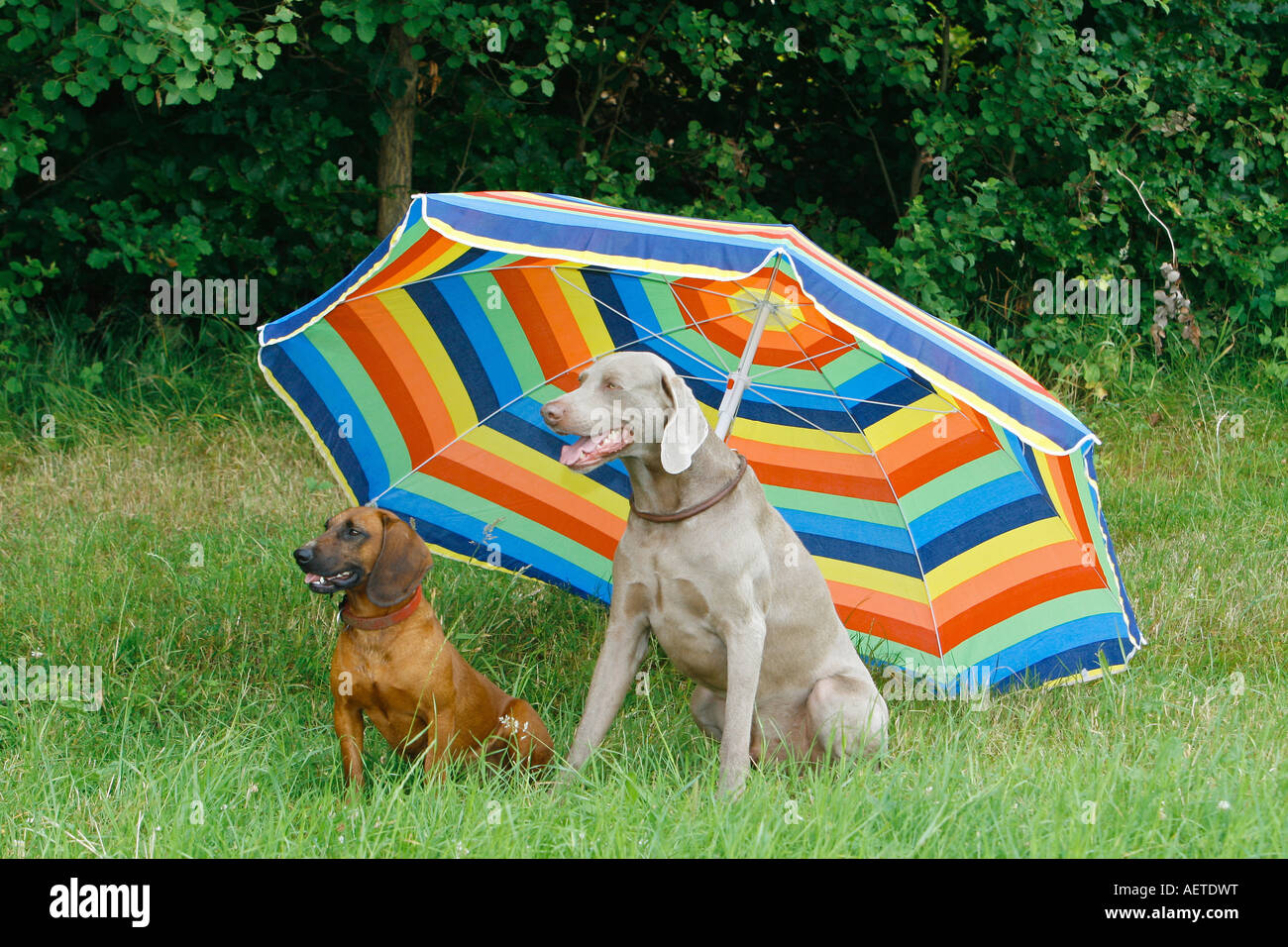 Weimaraner Umbrella Weimaraner Umbrella