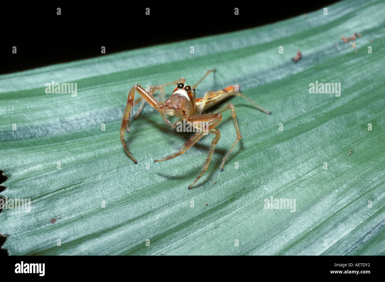 Jumping spider female Viciria praemandibularis Salticidae in rainforest ...