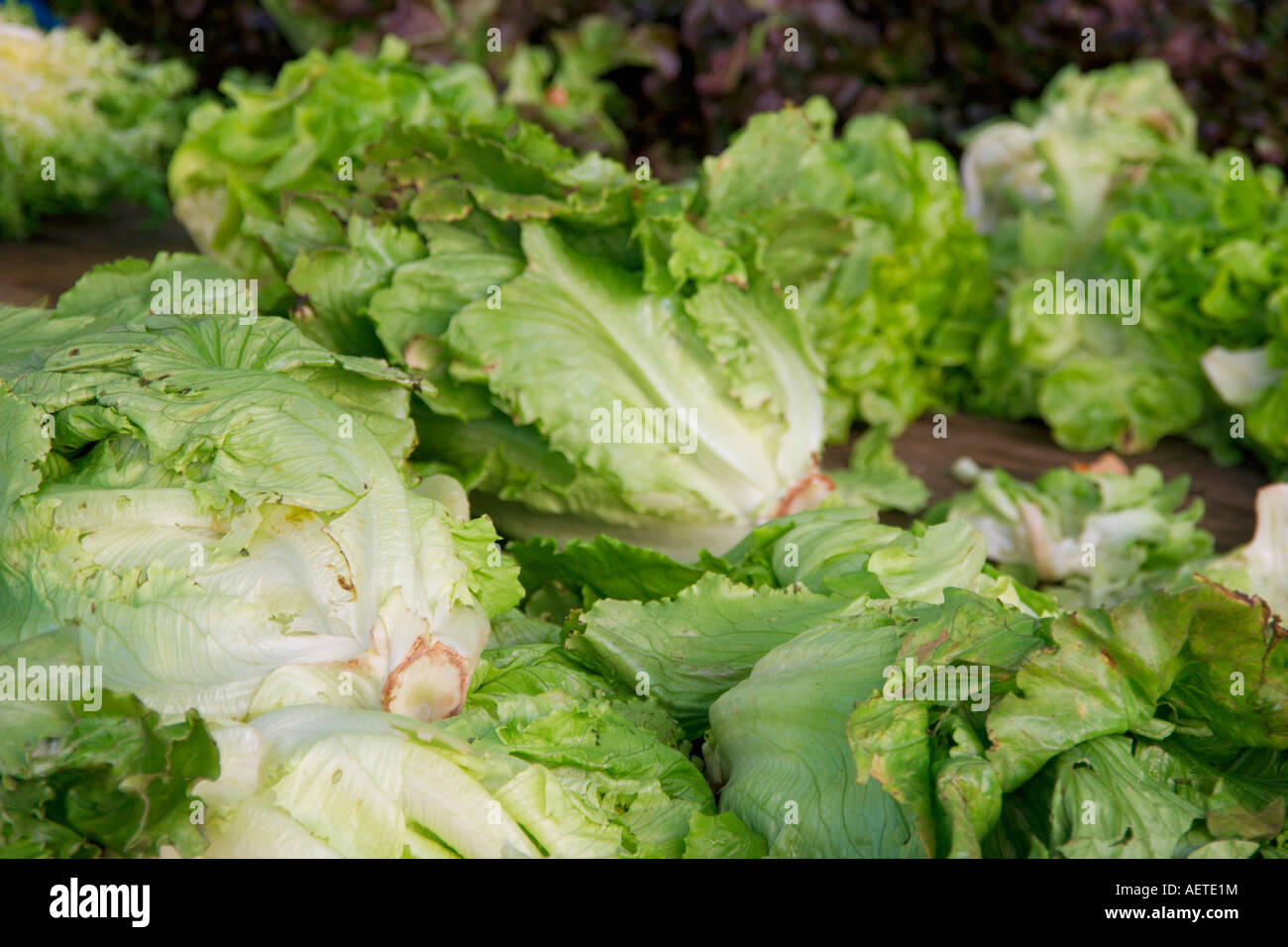 Various lettuce varieties for sale on a typical French Market in the