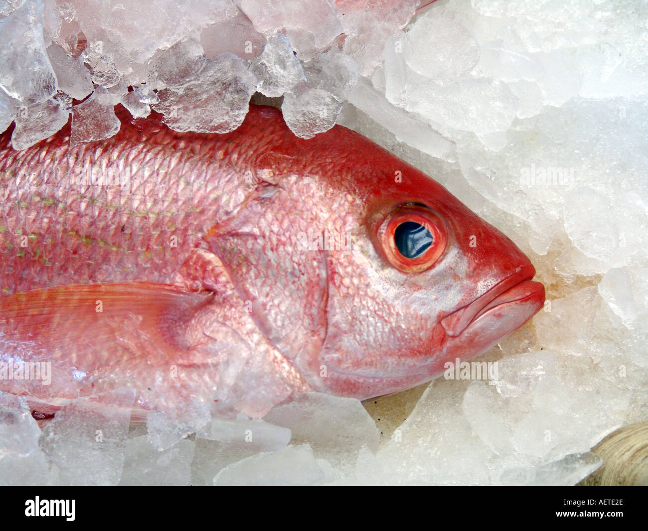 Fisherman caught fish in ice hi-res stock photography and images - Alamy