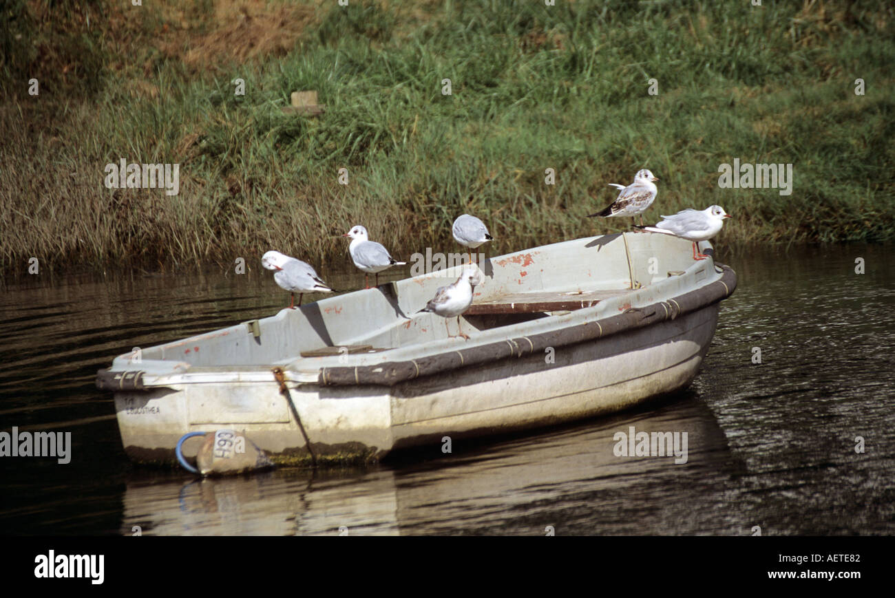 Boat on River Fowey at Golant Cornwall UK Stock Photo