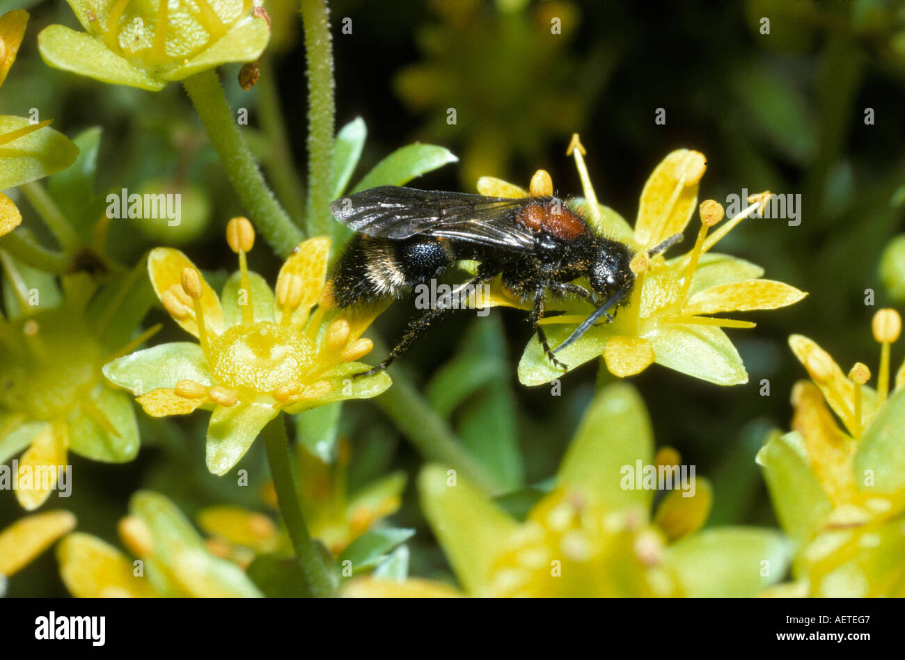 Velvet ant mutillid wasp Mutilla europaea Mutillidae male on yellow mountain saxifrage France Stock Photo