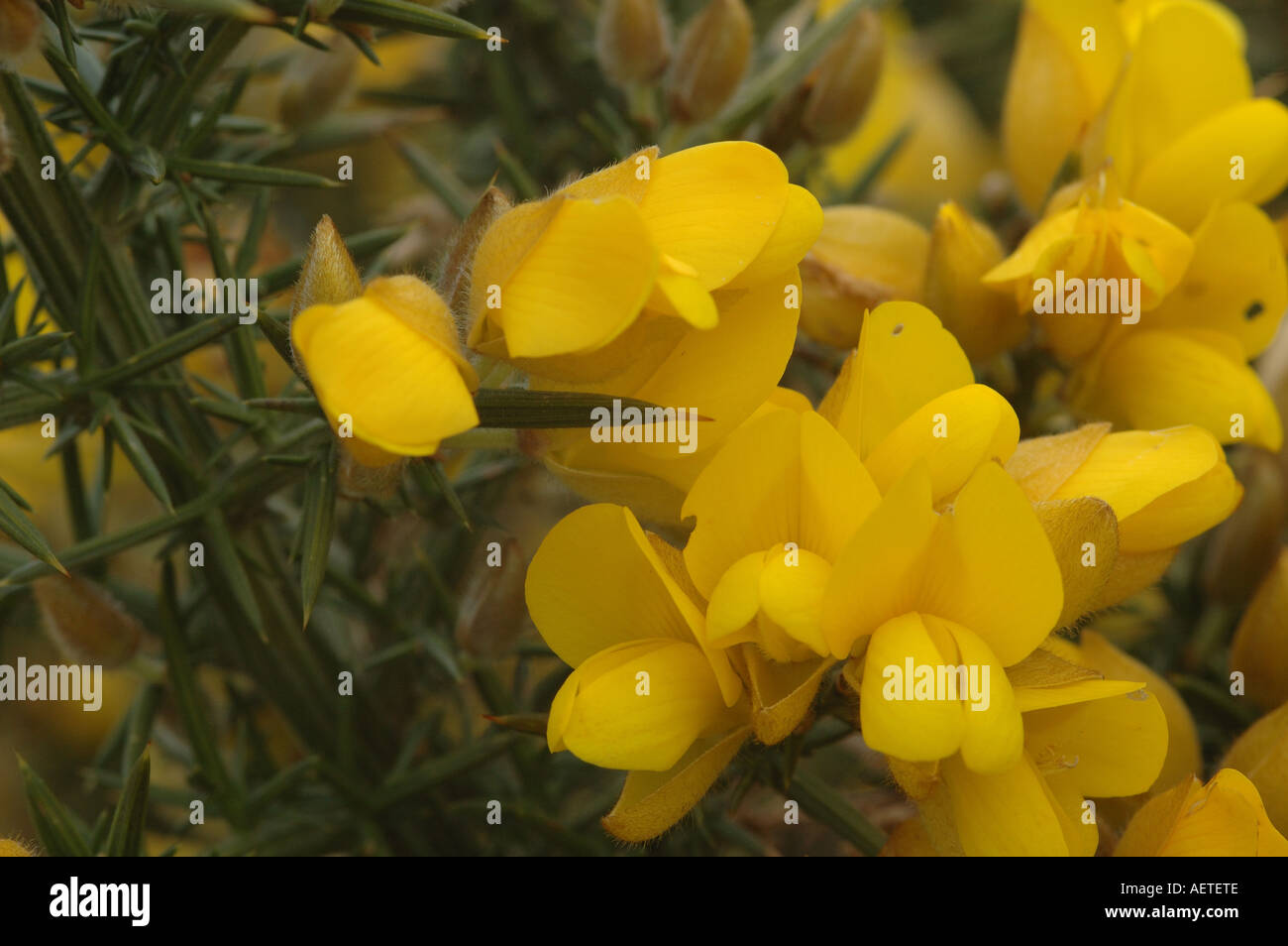 Yellow pea like flowers and spikey leaves of Common Gorse Stock Photo