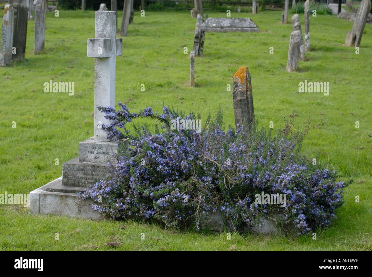 Rosemary Rosmarinus variety for Rosemary for rememberance growing on a grave. Stock Photo