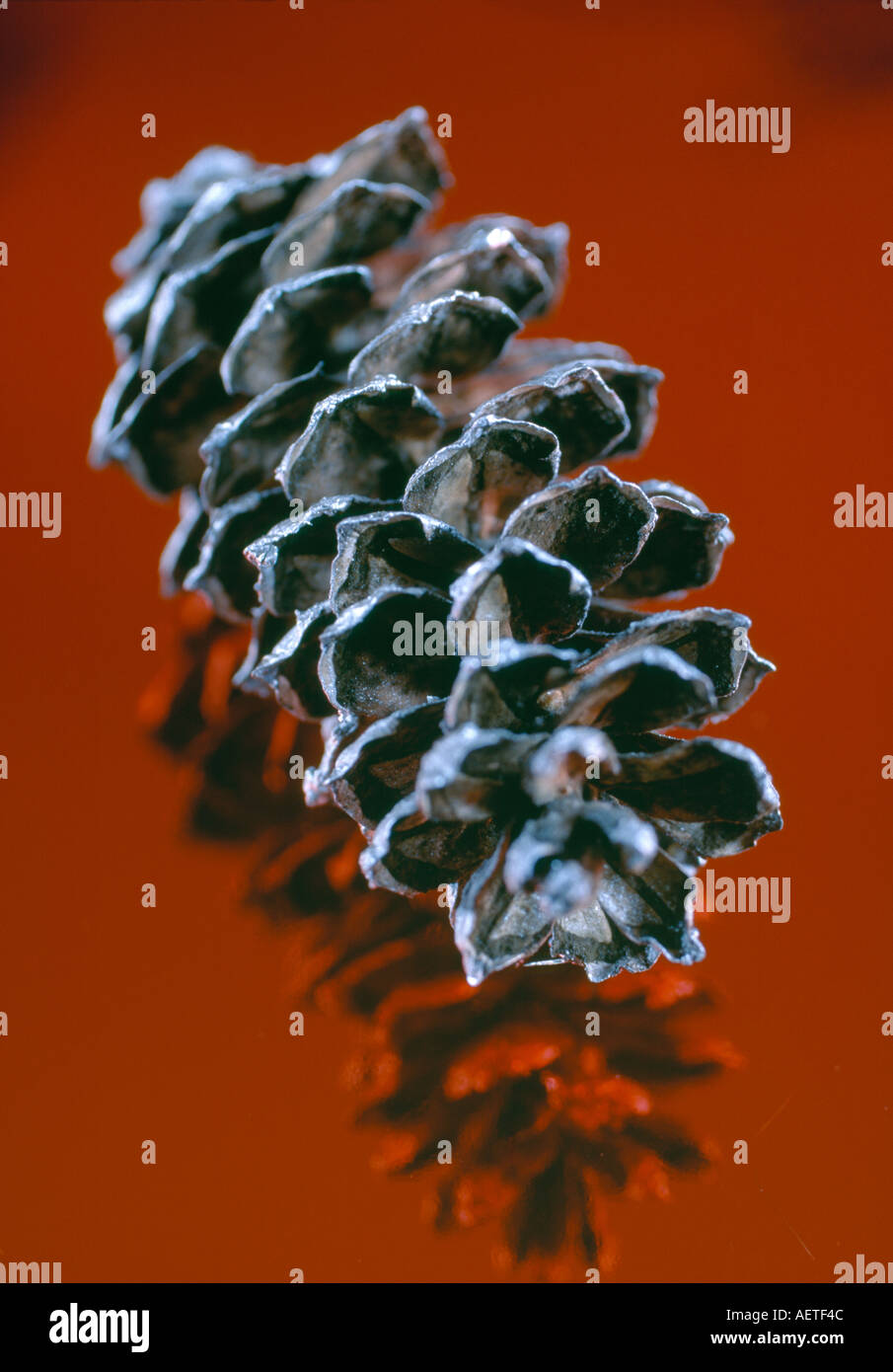 Solitary pine cone hi-res stock photography and images - Alamy