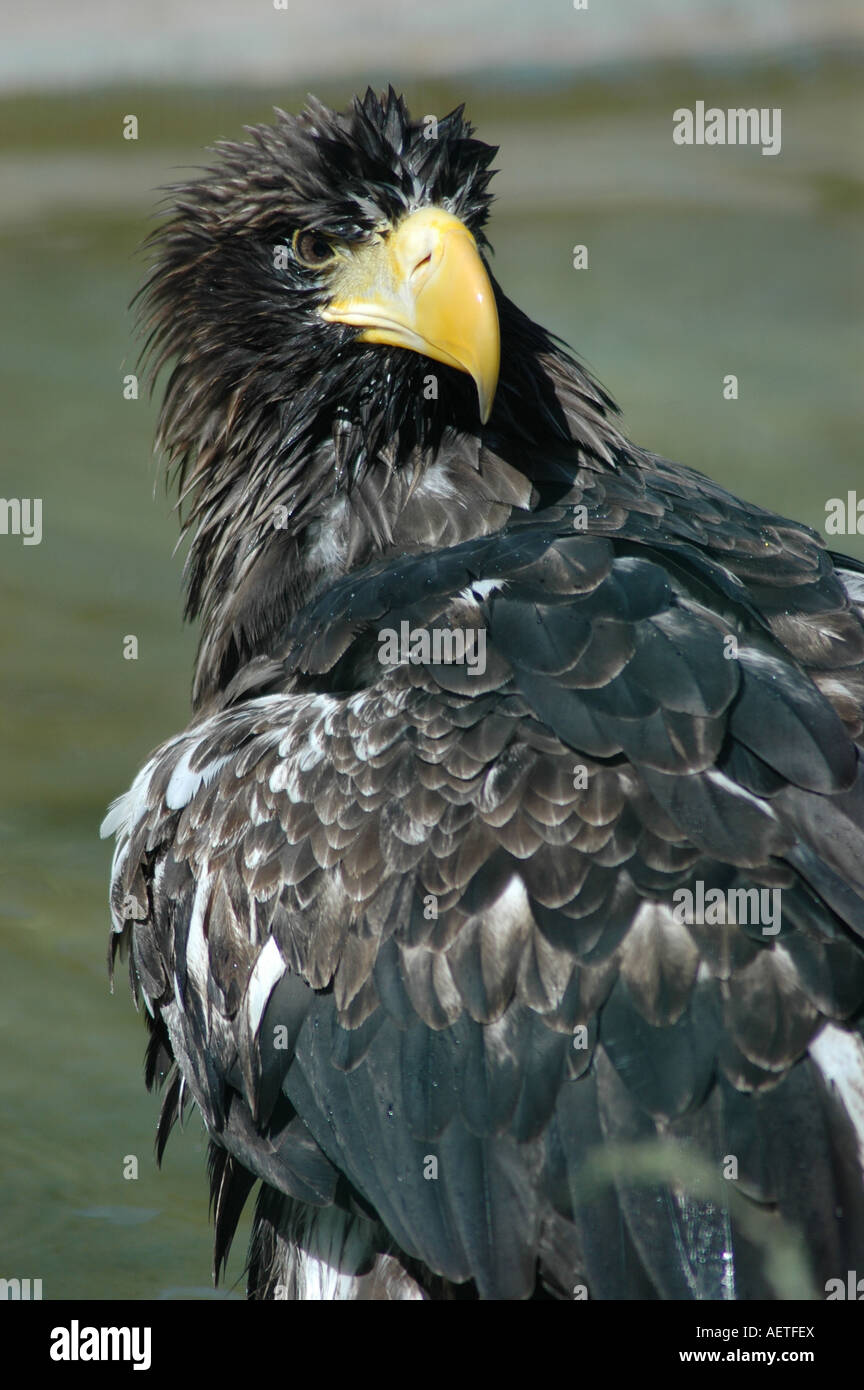 Sea Eagle bird of brey Stock Photo