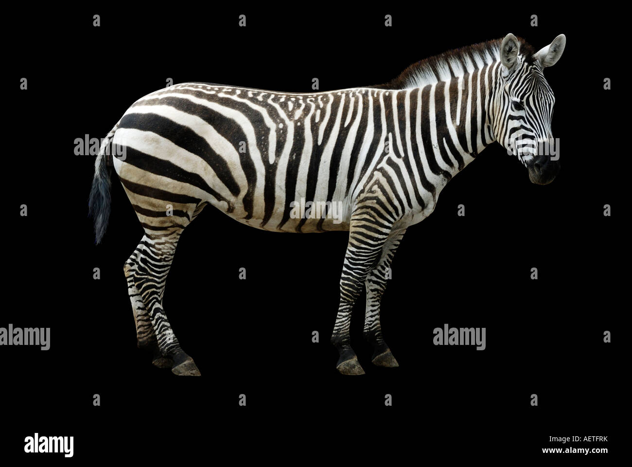 Zebra black background studio shot Stock Photo Alamy