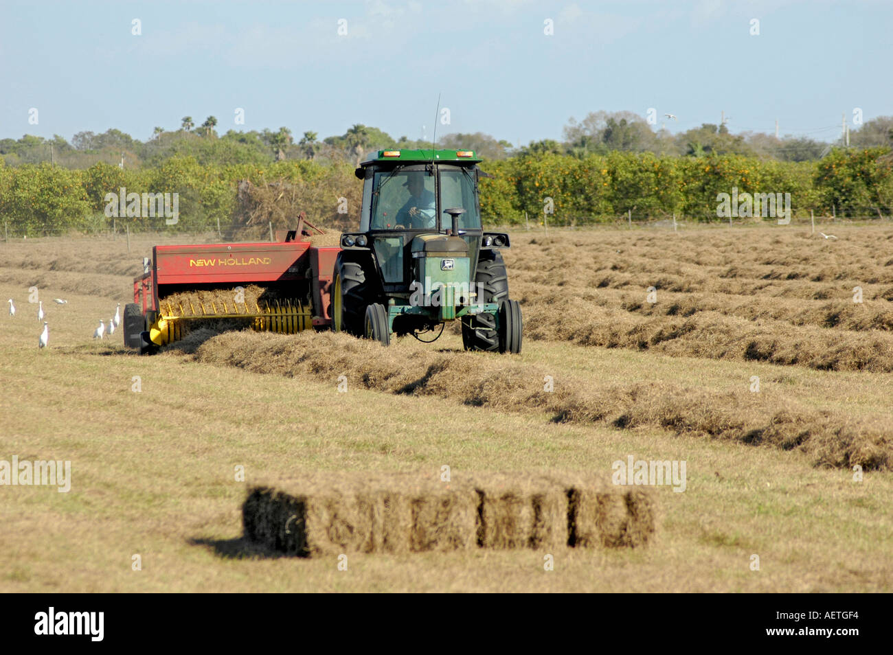 Farmer Harvesting cutting hay in Florida FL and bailing it to cubes