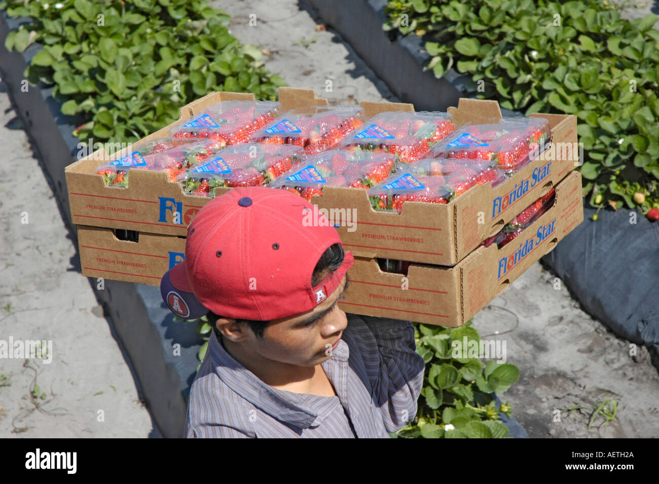 Strawberry picking by real Latin Mexican workers in Florida in winter