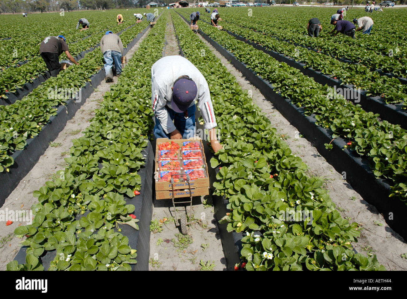 Strawberry picking by latin Mexican workers in central Florida in
