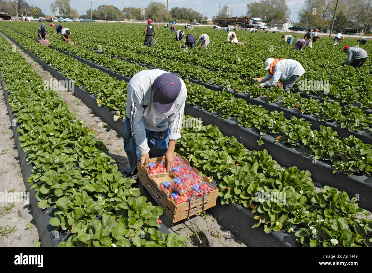 Strawberry picking by real Latin Mexican workers in Florida in winter
