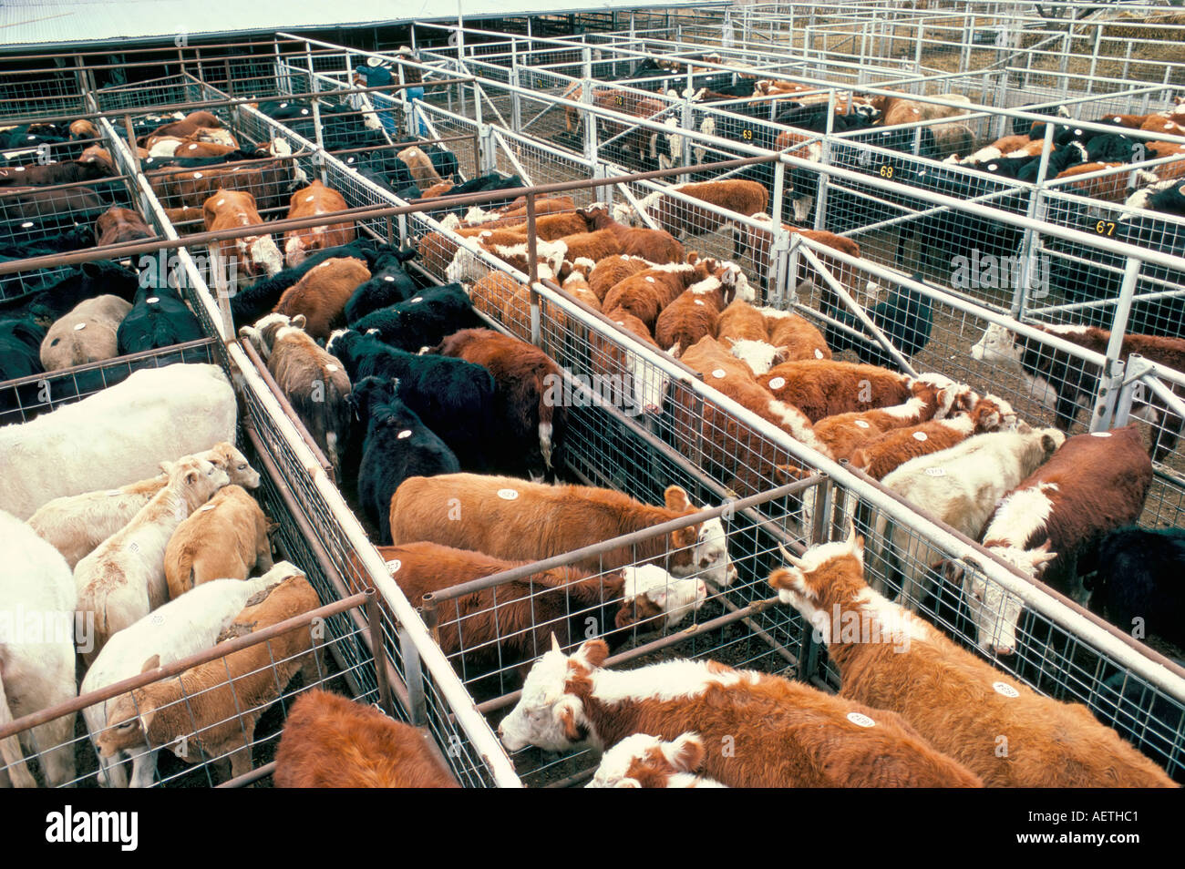 Breeding grazing feed lot final fattening resold at each stage cattle