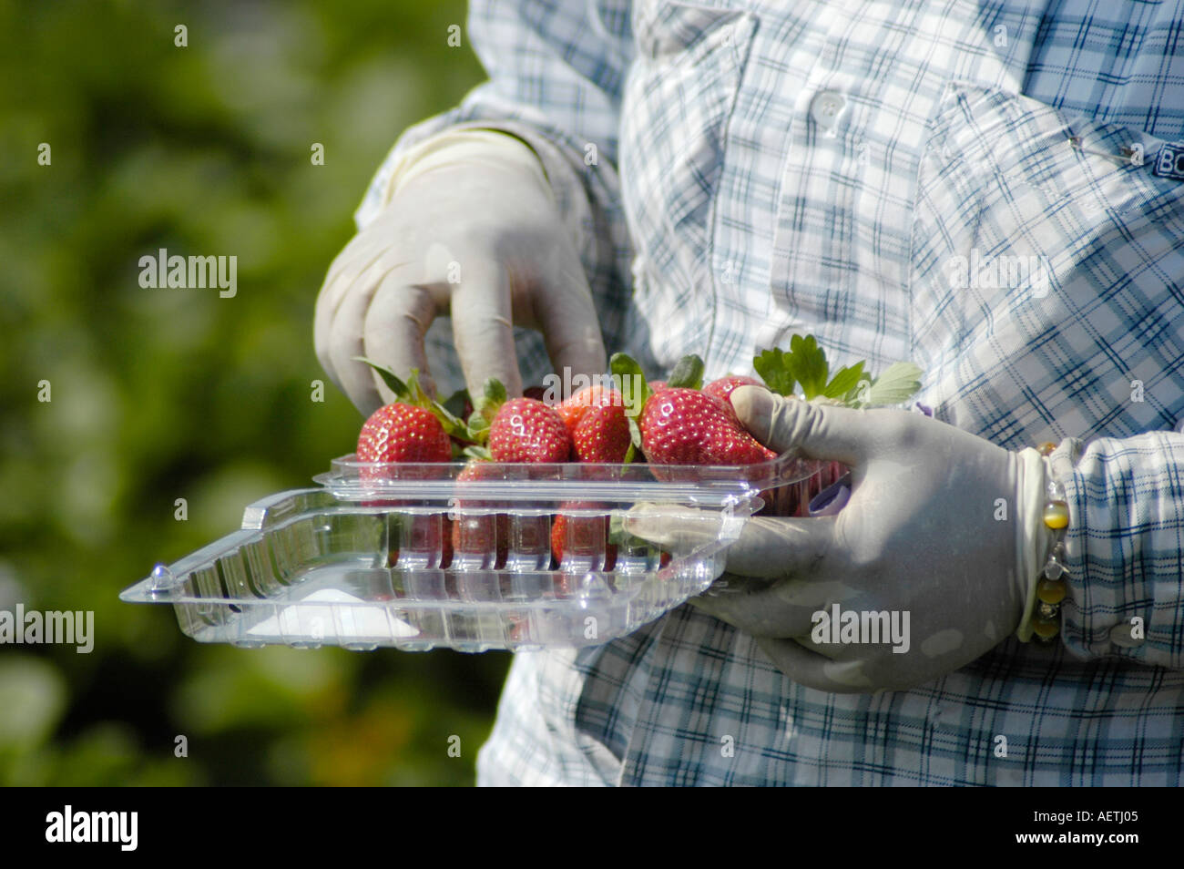 Strawberry picking by real Latin Mexican workers in central Florida in