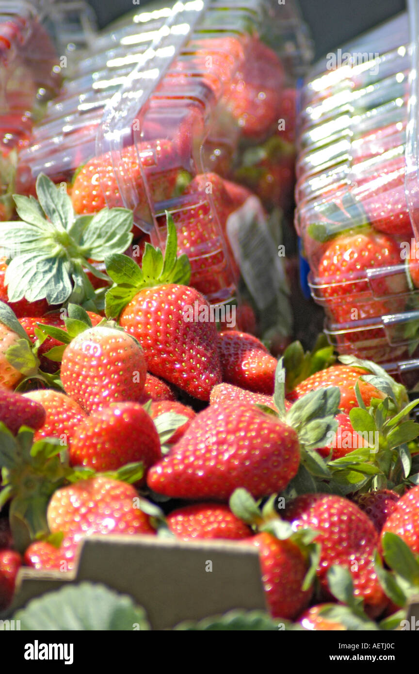 Strawberry picking by real Latin Mexican workers in central Florida in