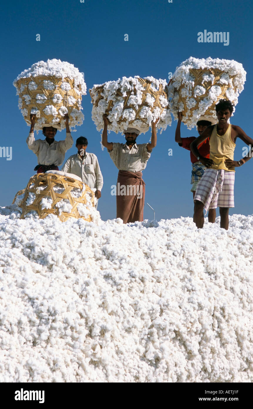 Mill workers on pile of raw cotton balls on Deccan plateau near
