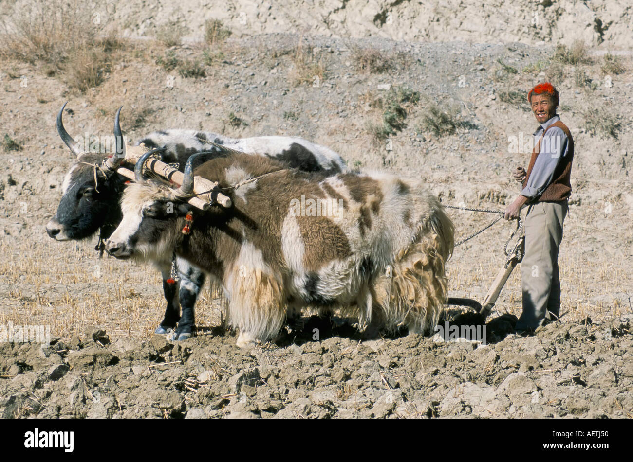 Yak drawn plough in barley field high on Tibetan Plateau Tibet China Asia Stock Photo