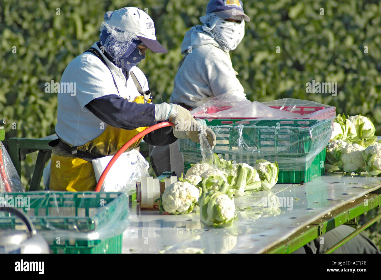 Cauliflower field packing cleaning cutting in Santa Maria California USA America fields by real illegal Latins Mexicans immigrants central America Stock Photo
