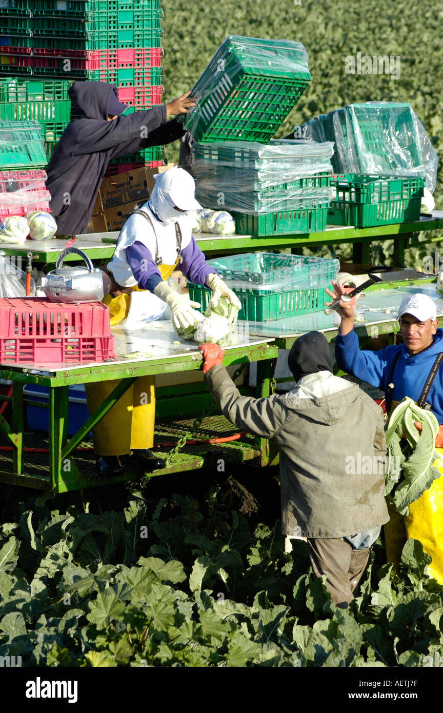 Cauliflower field packing cleaning cutting in Santa Maria California USA America fields by real illegal Latins Mexicans immigrants central America Stock Photo