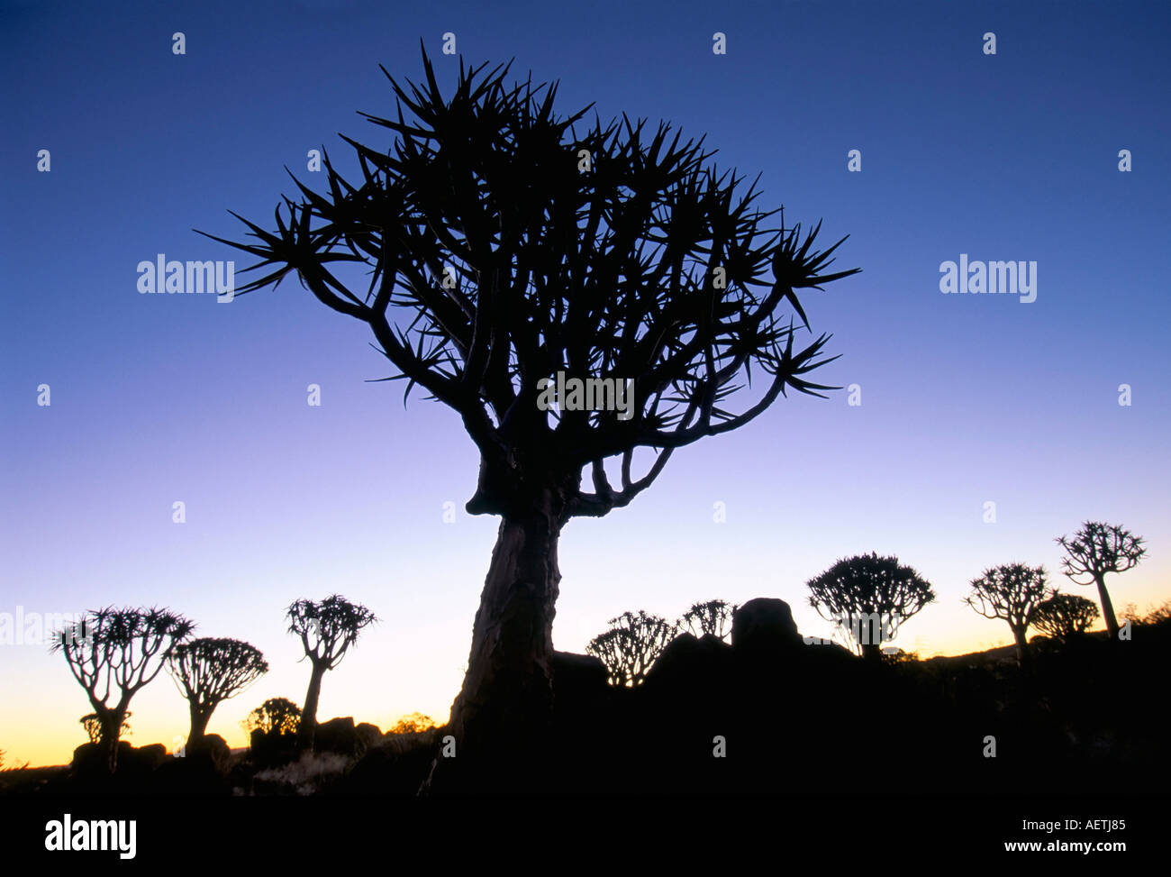 Quivertrees kokerbooms in the Quivertree Forest Kokerboowoud near Keetmanshoop Namibia Africa Stock Photo