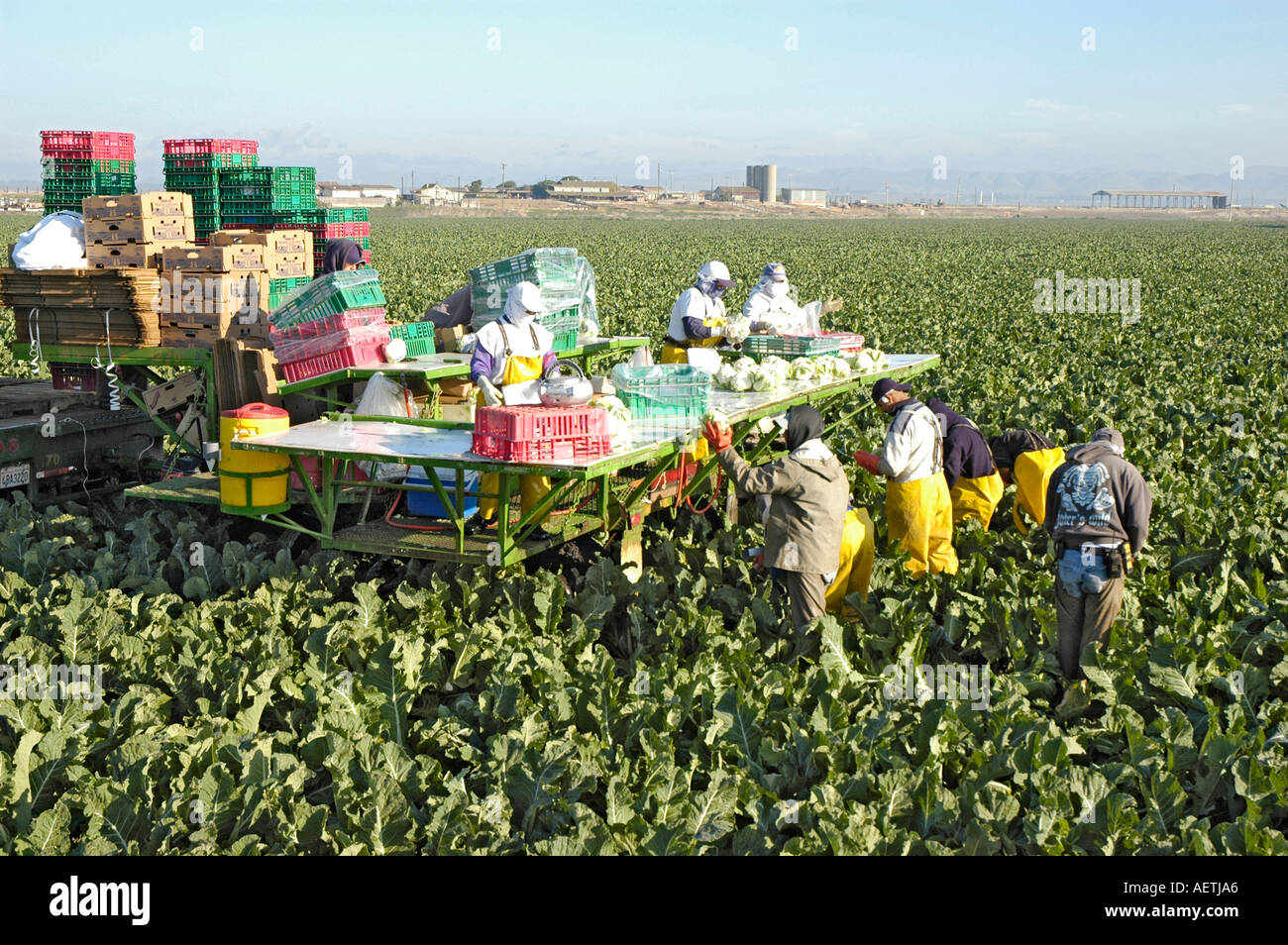Field packing High Resolution Stock Photography and Images Alamy