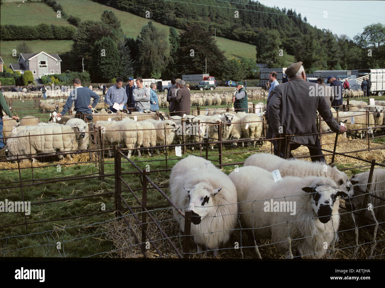 Livestock Market Powys sheep cymru wales Llanidloes farming sales