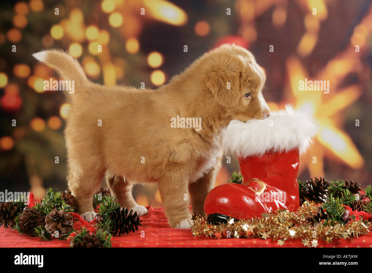 nova scotia duck tolling retriever deutschland