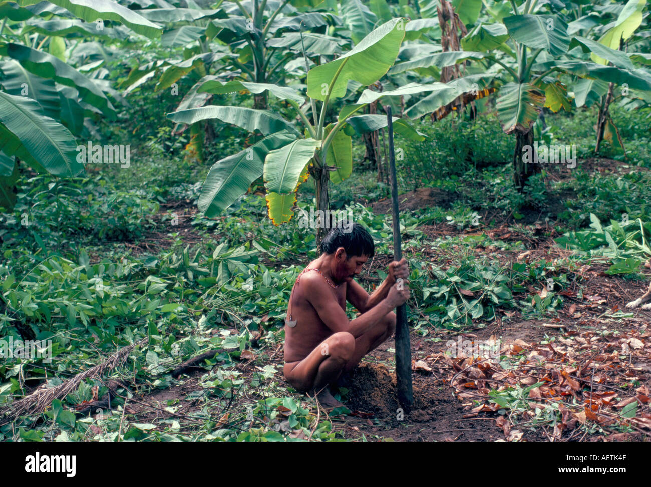 Yanomami man using traditional digging stick Brazil South America Stock Photo