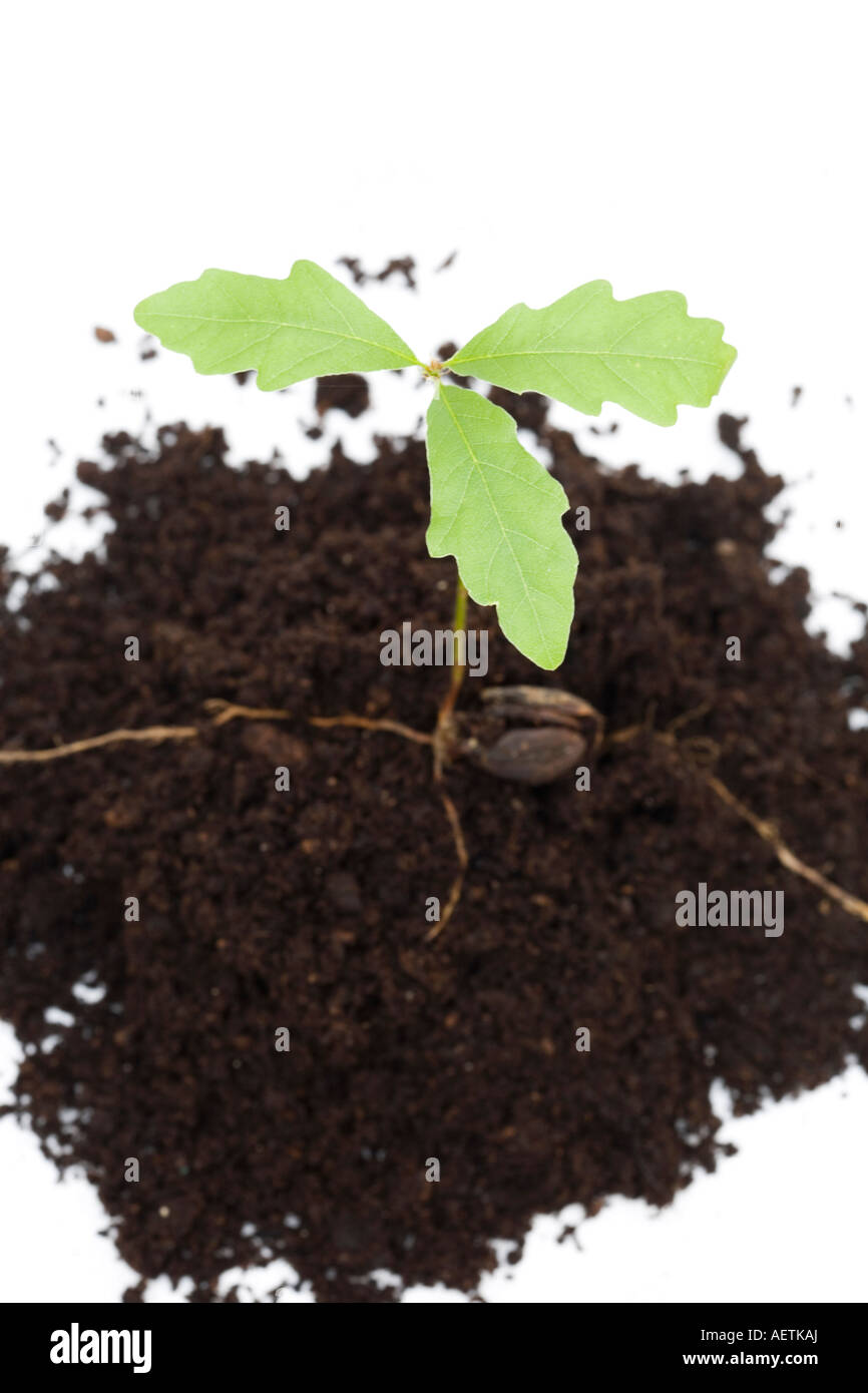 Oak tree sapling in compost on a white background Stock Photo