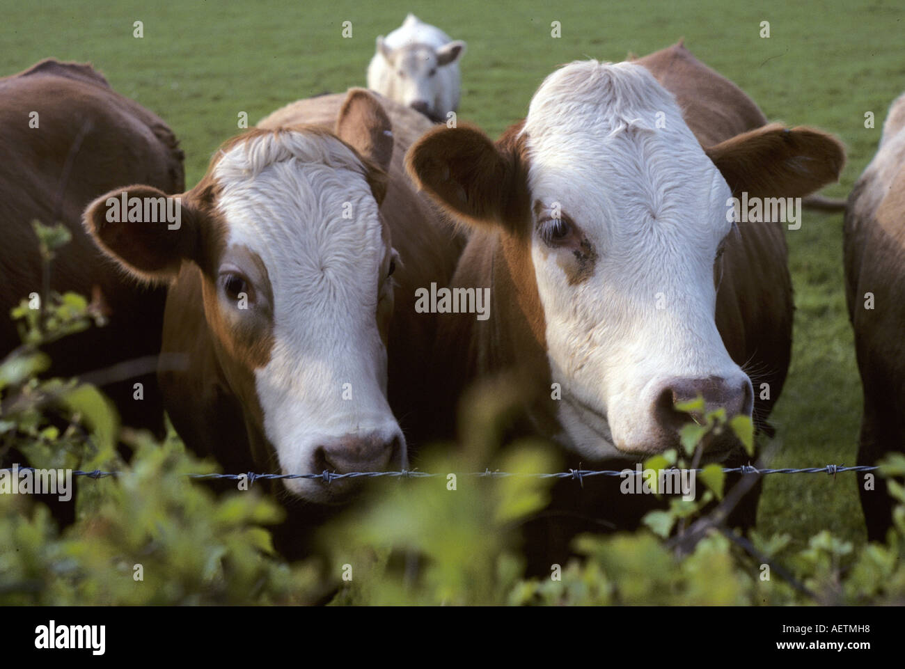 winter Powys Bends lane hedge Montgomeryshire wales Llanidloes all