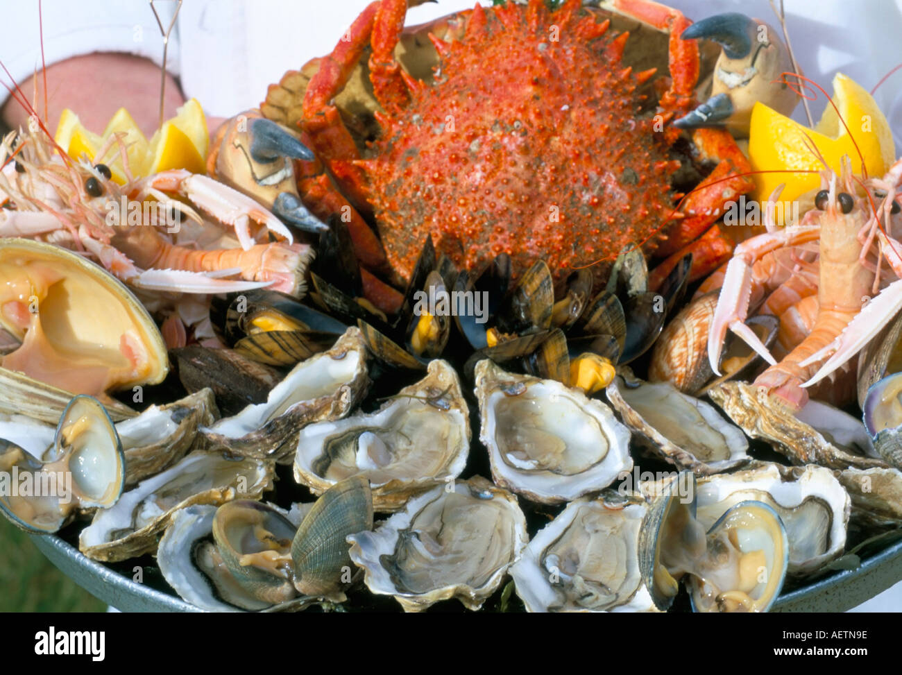 Armor fish hi-res stock photography and images - Alamy