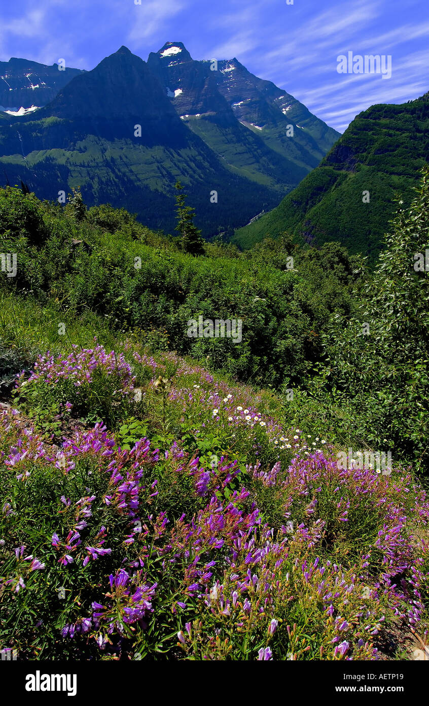 Glacier national park flowers hi-res stock photography and images - Alamy