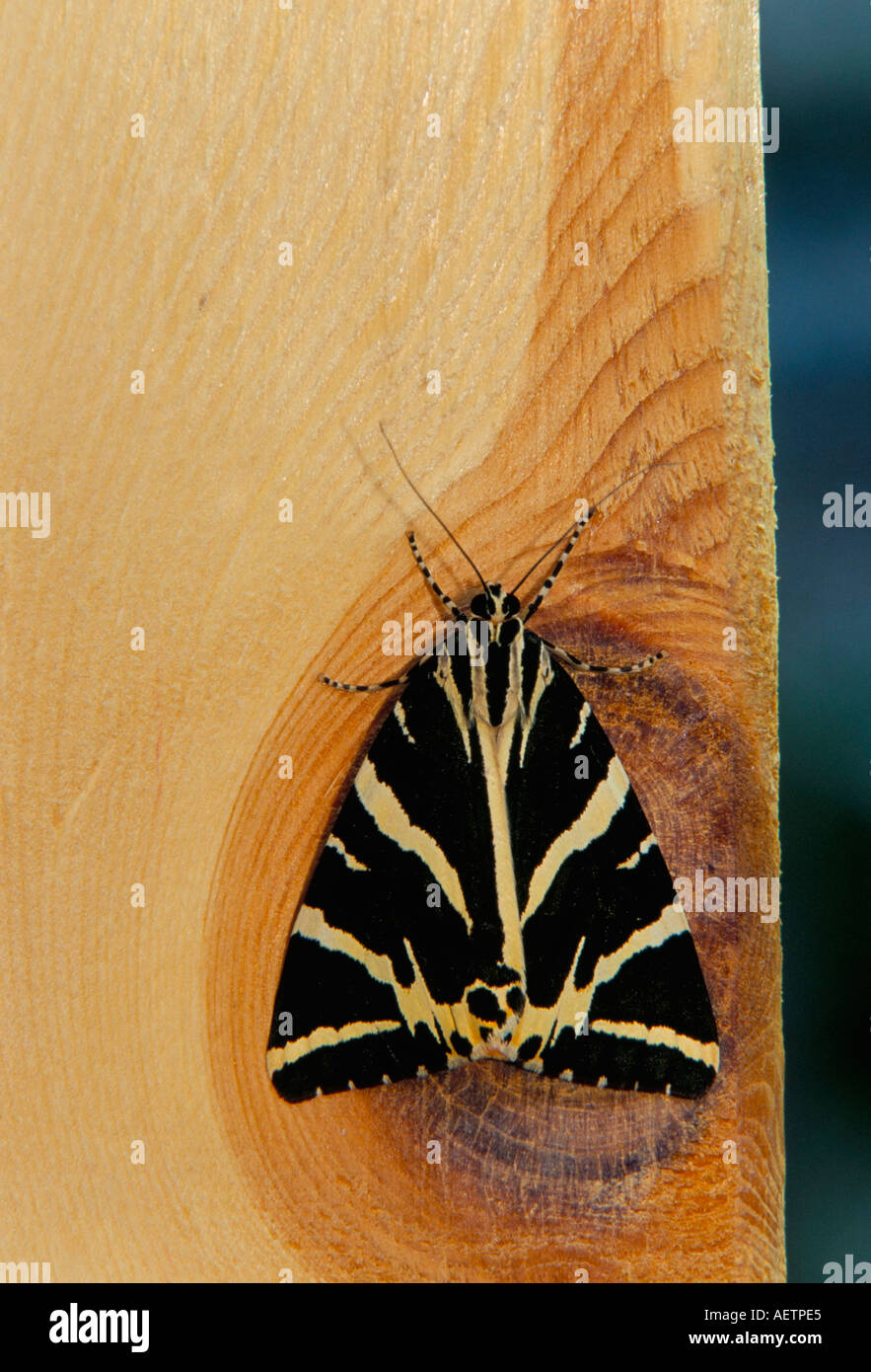Black and white stripped moth Stock Photo