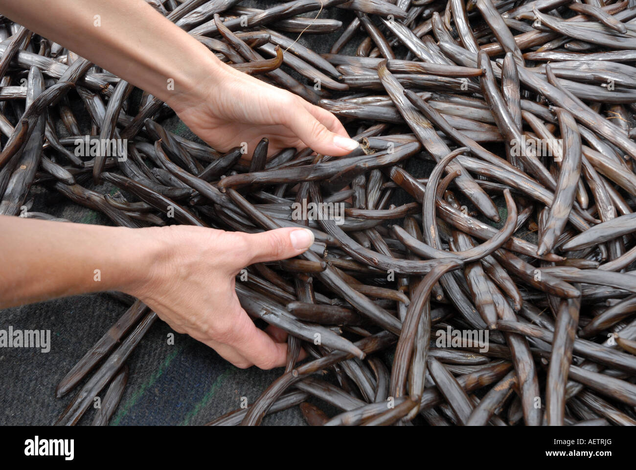 Hands grasping vanilla pods from a mound Stock Photo