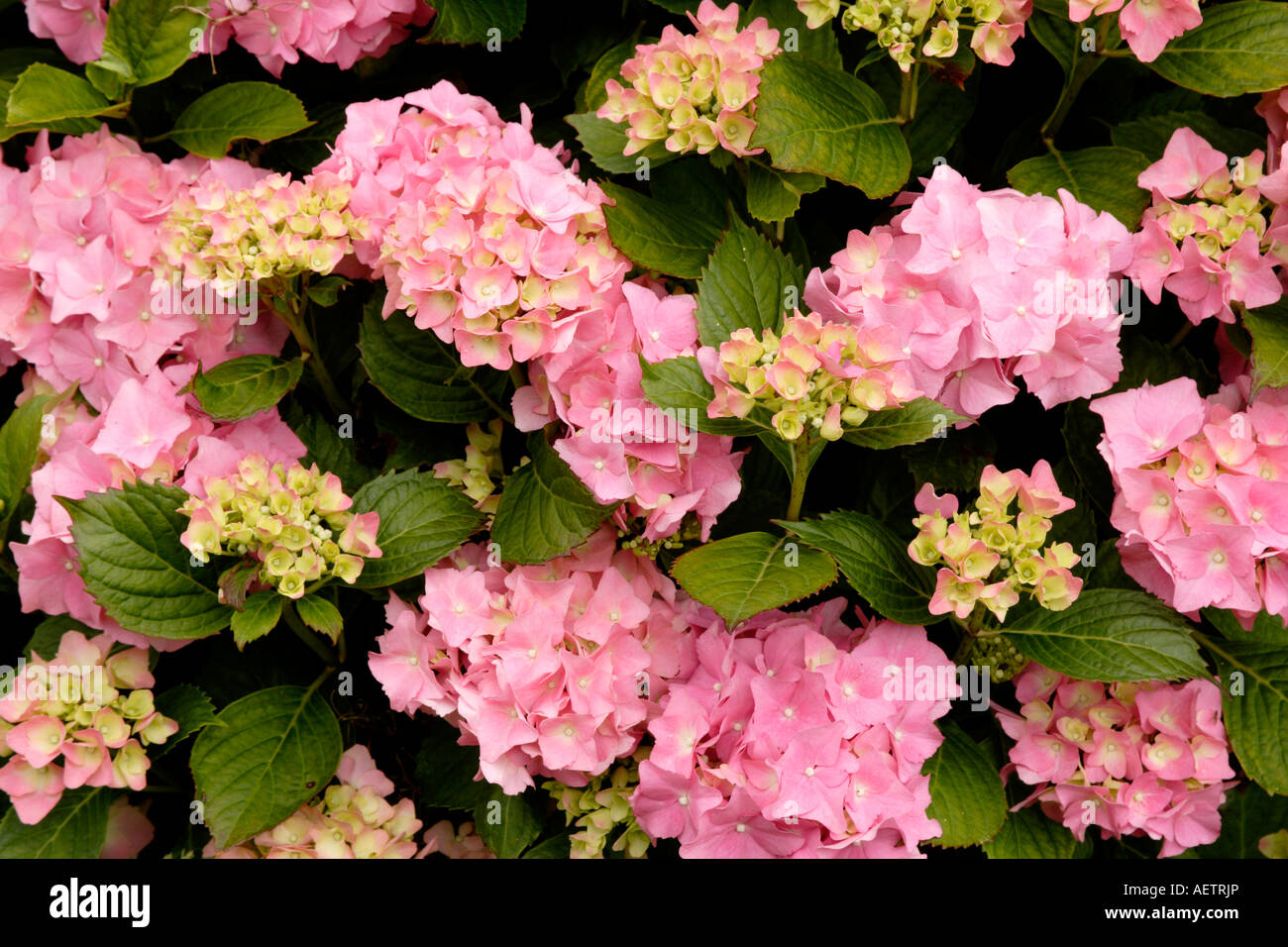 Hydrangea macrophylla flower hi-res stock photography and images - Alamy