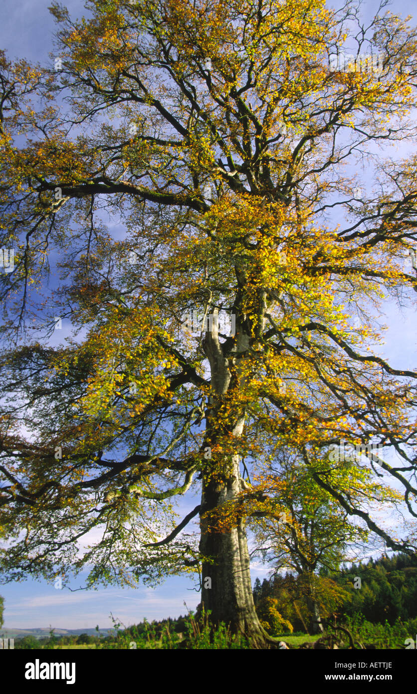 Deciduous tree full of autumn leafs catching the sunlight Scotland UK
