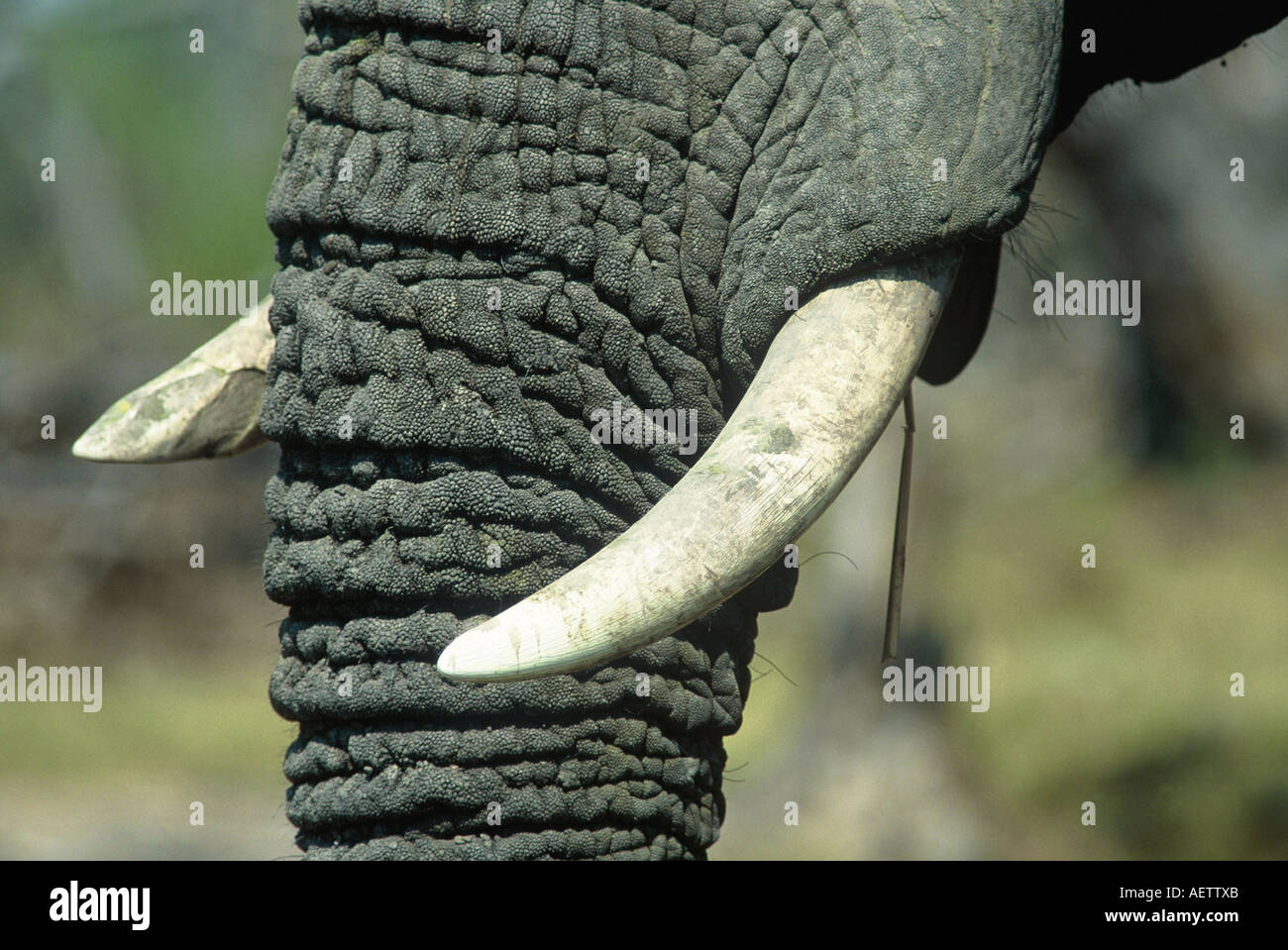 Herbivore teeth structure hires stock photography and images Alamy