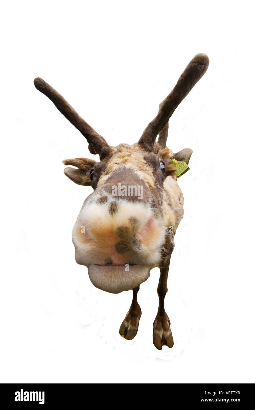Wide angle shot of a Reindeer Stock Photo