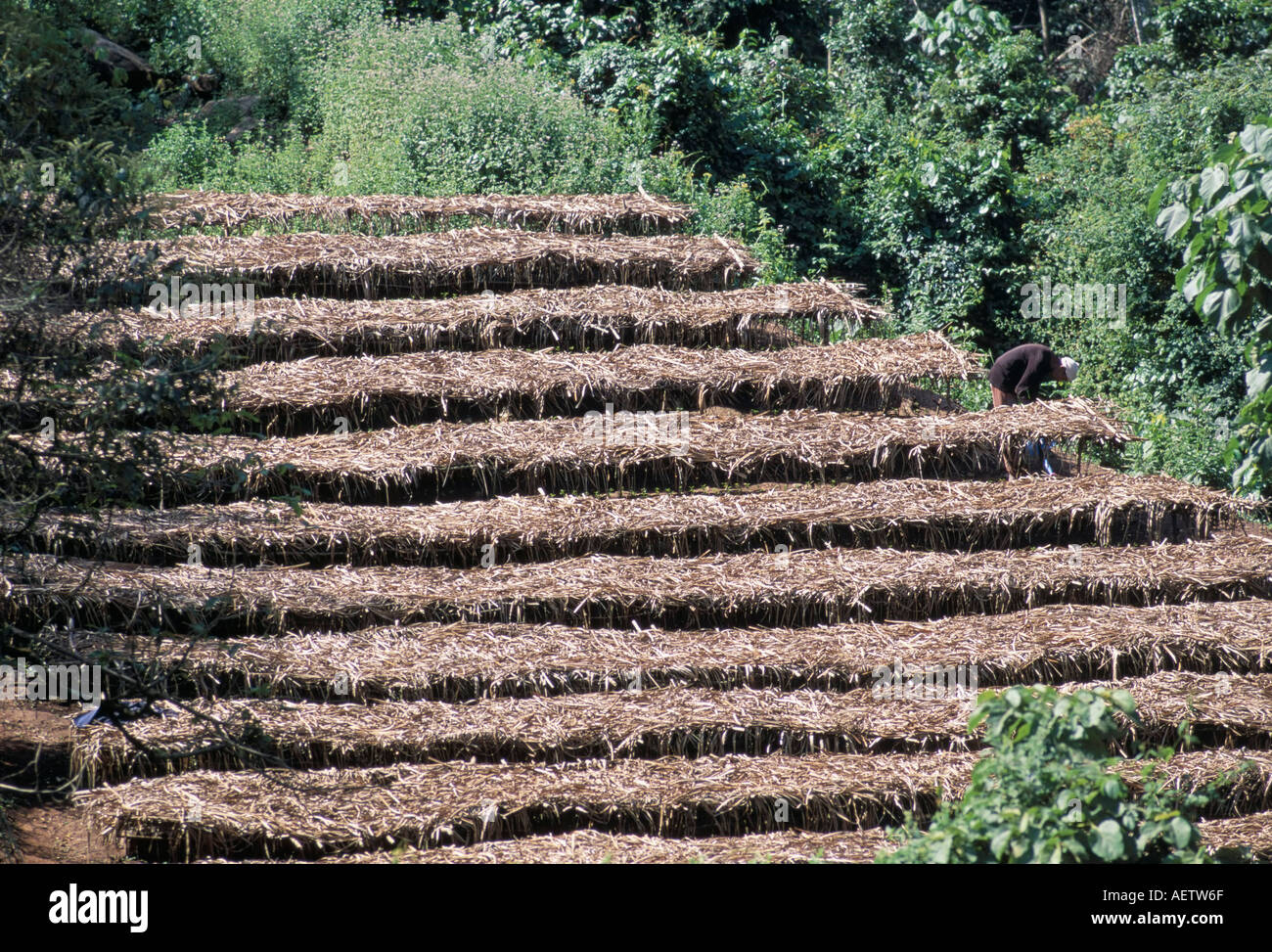 Coffee plants grown under shade Bendele region Oromo country Ilubador state Ethiopia Africa Stock Photo
