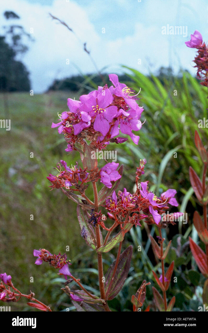 Foxglove orchid, Eulophia cucullata Stock Photo